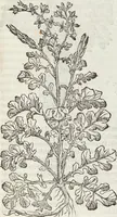 An illustration from Petri Andreae Matthioli Medici Senensis Commentarii, In Libros Sex Pedacii Dioscoridis Anazarbei, De Medica Materia: Adiectis quàm plurimis plantarum & animalium imaginibus, eodem authore (1554)