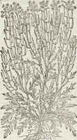 An illustration from Petri Andreae Matthioli Medici Senensis Commentarii, In Libros Sex Pedacii Dioscoridis Anazarbei, De Medica Materia: Adiectis quàm plurimis plantarum & animalium imaginibus, eodem authore (1554)