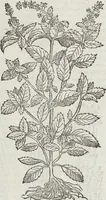 An illustration from Petri Andreae Matthioli Medici Senensis Commentarii, In Libros Sex Pedacii Dioscoridis Anazarbei, De Medica Materia: Adiectis quàm plurimis plantarum & animalium imaginibus, eodem authore (1554)
