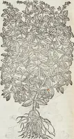 Picture 150 of 392 from Petri Andreae Matthioli Medici Senensis Commentarii, In Libros Sex Pedacii Dioscoridis Anazarbei, De Medica Materia: Adiectis quàm plurimis plantarum & animalium imaginibus, eodem authore (1554), leaf 322