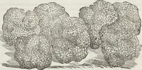 An illustration from Petri Andreae Matthioli Medici Senensis Commentarii, In Libros Sex Pedacii Dioscoridis Anazarbei, De Medica Materia: Adiectis quàm plurimis plantarum & animalium imaginibus, eodem authore (1554)