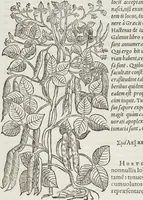 An illustration from Petri Andreae Matthioli Medici Senensis Commentarii, In Libros Sex Pedacii Dioscoridis Anazarbei, De Medica Materia: Adiectis quàm plurimis plantarum & animalium imaginibus, eodem authore (1554)