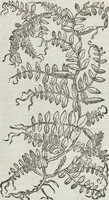 Picture 153 of 392 from Petri Andreae Matthioli Medici Senensis Commentarii, In Libros Sex Pedacii Dioscoridis Anazarbei, De Medica Materia: Adiectis quàm plurimis plantarum & animalium imaginibus, eodem authore (1554), leaf 328