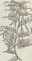 An illustration from Petri Andreae Matthioli Medici Senensis Commentarii, In Libros Sex Pedacii Dioscoridis Anazarbei, De Medica Materia: Adiectis quàm plurimis plantarum & animalium imaginibus, eodem authore (1554)