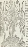 Picture 155 of 392 from Petri Andreae Matthioli Medici Senensis Commentarii, In Libros Sex Pedacii Dioscoridis Anazarbei, De Medica Materia: Adiectis quàm plurimis plantarum & animalium imaginibus, eodem authore (1554), leaf 329