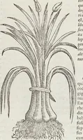 Picture 156 of 392 from Petri Andreae Matthioli Medici Senensis Commentarii, In Libros Sex Pedacii Dioscoridis Anazarbei, De Medica Materia: Adiectis quàm plurimis plantarum & animalium imaginibus, eodem authore (1554), leaf 330