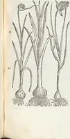 An illustration from Petri Andreae Matthioli Medici Senensis Commentarii, In Libros Sex Pedacii Dioscoridis Anazarbei, De Medica Materia: Adiectis quàm plurimis plantarum & animalium imaginibus, eodem authore (1554)