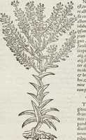 An illustration from Petri Andreae Matthioli Medici Senensis Commentarii, In Libros Sex Pedacii Dioscoridis Anazarbei, De Medica Materia: Adiectis quàm plurimis plantarum & animalium imaginibus, eodem authore (1554)