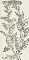 Picture 159 of 392 from Petri Andreae Matthioli Medici Senensis Commentarii, In Libros Sex Pedacii Dioscoridis Anazarbei, De Medica Materia: Adiectis quàm plurimis plantarum & animalium imaginibus, eodem authore (1554), leaf 335