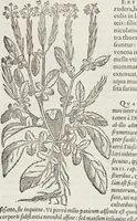 An illustration from Petri Andreae Matthioli Medici Senensis Commentarii, In Libros Sex Pedacii Dioscoridis Anazarbei, De Medica Materia: Adiectis quàm plurimis plantarum & animalium imaginibus, eodem authore (1554)