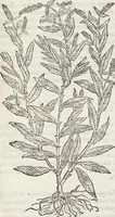 An illustration from Petri Andreae Matthioli Medici Senensis Commentarii, In Libros Sex Pedacii Dioscoridis Anazarbei, De Medica Materia: Adiectis quàm plurimis plantarum & animalium imaginibus, eodem authore (1554)