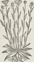 Picture 162 of 392 from Petri Andreae Matthioli Medici Senensis Commentarii, In Libros Sex Pedacii Dioscoridis Anazarbei, De Medica Materia: Adiectis quàm plurimis plantarum & animalium imaginibus, eodem authore (1554), leaf 340