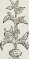 An illustration from Petri Andreae Matthioli Medici Senensis Commentarii, In Libros Sex Pedacii Dioscoridis Anazarbei, De Medica Materia: Adiectis quàm plurimis plantarum & animalium imaginibus, eodem authore (1554)