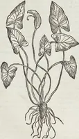 An illustration from Petri Andreae Matthioli Medici Senensis Commentarii, In Libros Sex Pedacii Dioscoridis Anazarbei, De Medica Materia: Adiectis quàm plurimis plantarum & animalium imaginibus, eodem authore (1554)