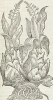 Picture 165 of 392 from Petri Andreae Matthioli Medici Senensis Commentarii, In Libros Sex Pedacii Dioscoridis Anazarbei, De Medica Materia: Adiectis quàm plurimis plantarum & animalium imaginibus, eodem authore (1554), leaf 347