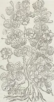 Picture 166 of 392 from Petri Andreae Matthioli Medici Senensis Commentarii, In Libros Sex Pedacii Dioscoridis Anazarbei, De Medica Materia: Adiectis quàm plurimis plantarum & animalium imaginibus, eodem authore (1554), leaf 348