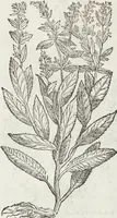 Picture 167 of 392 from Petri Andreae Matthioli Medici Senensis Commentarii, In Libros Sex Pedacii Dioscoridis Anazarbei, De Medica Materia: Adiectis quàm plurimis plantarum & animalium imaginibus, eodem authore (1554), leaf 349