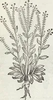 Picture 168 of 392 from Petri Andreae Matthioli Medici Senensis Commentarii, In Libros Sex Pedacii Dioscoridis Anazarbei, De Medica Materia: Adiectis quàm plurimis plantarum & animalium imaginibus, eodem authore (1554), leaf 349