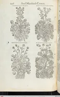 An illustration from Petri Andreae Matthioli Medici Senensis Commentarii, In Libros Sex Pedacii Dioscoridis Anazarbei, De Medica Materia: Adiectis quàm plurimis plantarum & animalium imaginibus, eodem authore (1554)