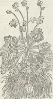 An illustration from Petri Andreae Matthioli Medici Senensis Commentarii, In Libros Sex Pedacii Dioscoridis Anazarbei, De Medica Materia: Adiectis quàm plurimis plantarum & animalium imaginibus, eodem authore (1554)