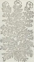 An illustration from Petri Andreae Matthioli Medici Senensis Commentarii, In Libros Sex Pedacii Dioscoridis Anazarbei, De Medica Materia: Adiectis quàm plurimis plantarum & animalium imaginibus, eodem authore (1554)