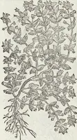 An illustration from Petri Andreae Matthioli Medici Senensis Commentarii, In Libros Sex Pedacii Dioscoridis Anazarbei, De Medica Materia: Adiectis quàm plurimis plantarum & animalium imaginibus, eodem authore (1554)