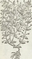 An illustration from Petri Andreae Matthioli Medici Senensis Commentarii, In Libros Sex Pedacii Dioscoridis Anazarbei, De Medica Materia: Adiectis quàm plurimis plantarum & animalium imaginibus, eodem authore (1554)