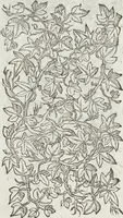 An illustration from Petri Andreae Matthioli Medici Senensis Commentarii, In Libros Sex Pedacii Dioscoridis Anazarbei, De Medica Materia: Adiectis quàm plurimis plantarum & animalium imaginibus, eodem authore (1554)