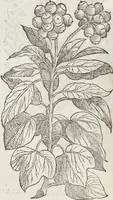 Picture 175 of 392 from Petri Andreae Matthioli Medici Senensis Commentarii, In Libros Sex Pedacii Dioscoridis Anazarbei, De Medica Materia: Adiectis quàm plurimis plantarum & animalium imaginibus, eodem authore (1554), leaf 354
