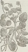 Picture 176 of 392 from Petri Andreae Matthioli Medici Senensis Commentarii, In Libros Sex Pedacii Dioscoridis Anazarbei, De Medica Materia: Adiectis quàm plurimis plantarum & animalium imaginibus, eodem authore (1554), leaf 356
