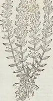An illustration from Petri Andreae Matthioli Medici Senensis Commentarii, In Libros Sex Pedacii Dioscoridis Anazarbei, De Medica Materia: Adiectis quàm plurimis plantarum & animalium imaginibus, eodem authore (1554)