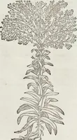 An illustration from Petri Andreae Matthioli Medici Senensis Commentarii, In Libros Sex Pedacii Dioscoridis Anazarbei, De Medica Materia: Adiectis quàm plurimis plantarum & animalium imaginibus, eodem authore (1554)