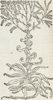 An illustration from Petri Andreae Matthioli Medici Senensis Commentarii, In Libros Sex Pedacii Dioscoridis Anazarbei, De Medica Materia: Adiectis quàm plurimis plantarum & animalium imaginibus, eodem authore (1554)