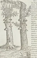 Picture 180 of 392 from Petri Andreae Matthioli Medici Senensis Commentarii, In Libros Sex Pedacii Dioscoridis Anazarbei, De Medica Materia: Adiectis quàm plurimis plantarum & animalium imaginibus, eodem authore (1554), leaf 360