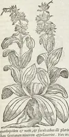 An illustration from Petri Andreae Matthioli Medici Senensis Commentarii, In Libros Sex Pedacii Dioscoridis Anazarbei, De Medica Materia: Adiectis quàm plurimis plantarum & animalium imaginibus, eodem authore (1554)