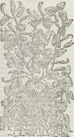 An illustration from Petri Andreae Matthioli Medici Senensis Commentarii, In Libros Sex Pedacii Dioscoridis Anazarbei, De Medica Materia: Adiectis quàm plurimis plantarum & animalium imaginibus, eodem authore (1554)