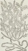 An illustration from Petri Andreae Matthioli Medici Senensis Commentarii, In Libros Sex Pedacii Dioscoridis Anazarbei, De Medica Materia: Adiectis quàm plurimis plantarum & animalium imaginibus, eodem authore (1554)