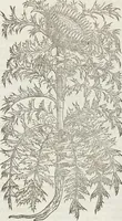 An illustration from Petri Andreae Matthioli Medici Senensis Commentarii, In Libros Sex Pedacii Dioscoridis Anazarbei, De Medica Materia: Adiectis quàm plurimis plantarum & animalium imaginibus, eodem authore (1554)