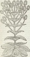 An illustration from Petri Andreae Matthioli Medici Senensis Commentarii, In Libros Sex Pedacii Dioscoridis Anazarbei, De Medica Materia: Adiectis quàm plurimis plantarum & animalium imaginibus, eodem authore (1554)