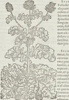 Picture 186 of 392 from Petri Andreae Matthioli Medici Senensis Commentarii, In Libros Sex Pedacii Dioscoridis Anazarbei, De Medica Materia: Adiectis quàm plurimis plantarum & animalium imaginibus, eodem authore (1554), leaf 374