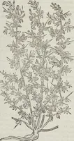 An illustration from Petri Andreae Matthioli Medici Senensis Commentarii, In Libros Sex Pedacii Dioscoridis Anazarbei, De Medica Materia: Adiectis quàm plurimis plantarum & animalium imaginibus, eodem authore (1554)