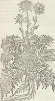 An illustration from Petri Andreae Matthioli Medici Senensis Commentarii, In Libros Sex Pedacii Dioscoridis Anazarbei, De Medica Materia: Adiectis quàm plurimis plantarum & animalium imaginibus, eodem authore (1554)