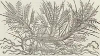 Picture 189 of 392 from Petri Andreae Matthioli Medici Senensis Commentarii, In Libros Sex Pedacii Dioscoridis Anazarbei, De Medica Materia: Adiectis quàm plurimis plantarum & animalium imaginibus, eodem authore (1554), leaf 380