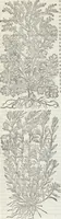 An illustration from Petri Andreae Matthioli Medici Senensis Commentarii, In Libros Sex Pedacii Dioscoridis Anazarbei, De Medica Materia: Adiectis quàm plurimis plantarum & animalium imaginibus, eodem authore (1554)