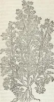 An illustration from Petri Andreae Matthioli Medici Senensis Commentarii, In Libros Sex Pedacii Dioscoridis Anazarbei, De Medica Materia: Adiectis quàm plurimis plantarum & animalium imaginibus, eodem authore (1554)