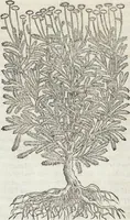 Picture 192 of 392 from Petri Andreae Matthioli Medici Senensis Commentarii, In Libros Sex Pedacii Dioscoridis Anazarbei, De Medica Materia: Adiectis quàm plurimis plantarum & animalium imaginibus, eodem authore (1554), leaf 385
