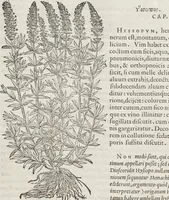 Picture 193 of 392 from Petri Andreae Matthioli Medici Senensis Commentarii, In Libros Sex Pedacii Dioscoridis Anazarbei, De Medica Materia: Adiectis quàm plurimis plantarum & animalium imaginibus, eodem authore (1554), leaf 386