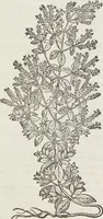 An illustration from Petri Andreae Matthioli Medici Senensis Commentarii, In Libros Sex Pedacii Dioscoridis Anazarbei, De Medica Materia: Adiectis quàm plurimis plantarum & animalium imaginibus, eodem authore (1554)