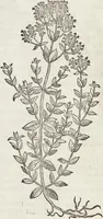 An illustration from Petri Andreae Matthioli Medici Senensis Commentarii, In Libros Sex Pedacii Dioscoridis Anazarbei, De Medica Materia: Adiectis quàm plurimis plantarum & animalium imaginibus, eodem authore (1554)