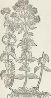 Picture 196 of 392 from Petri Andreae Matthioli Medici Senensis Commentarii, In Libros Sex Pedacii Dioscoridis Anazarbei, De Medica Materia: Adiectis quàm plurimis plantarum & animalium imaginibus, eodem authore (1554), leaf 389